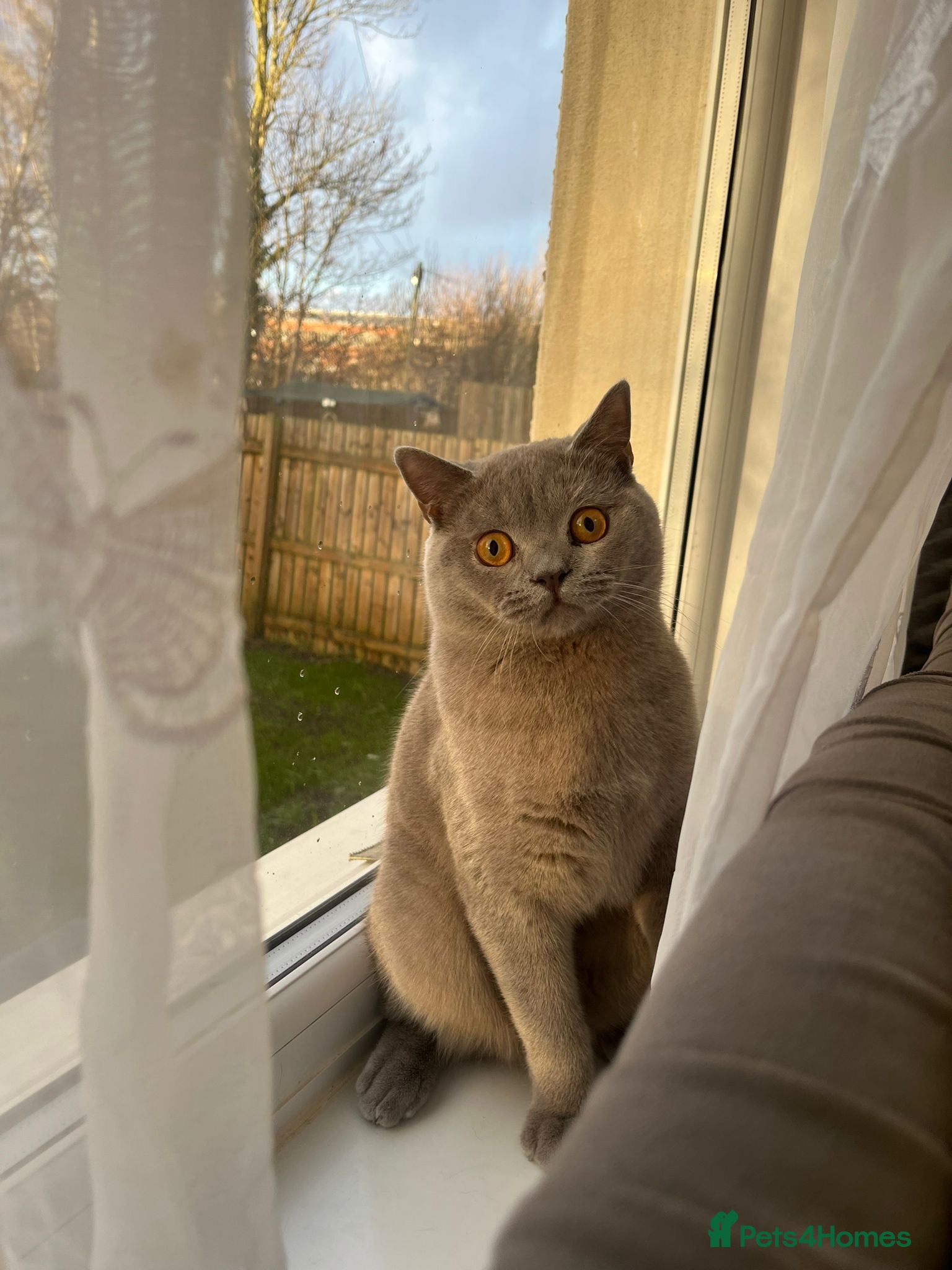 British Shorthair cats British shorthair male  - Advert 11