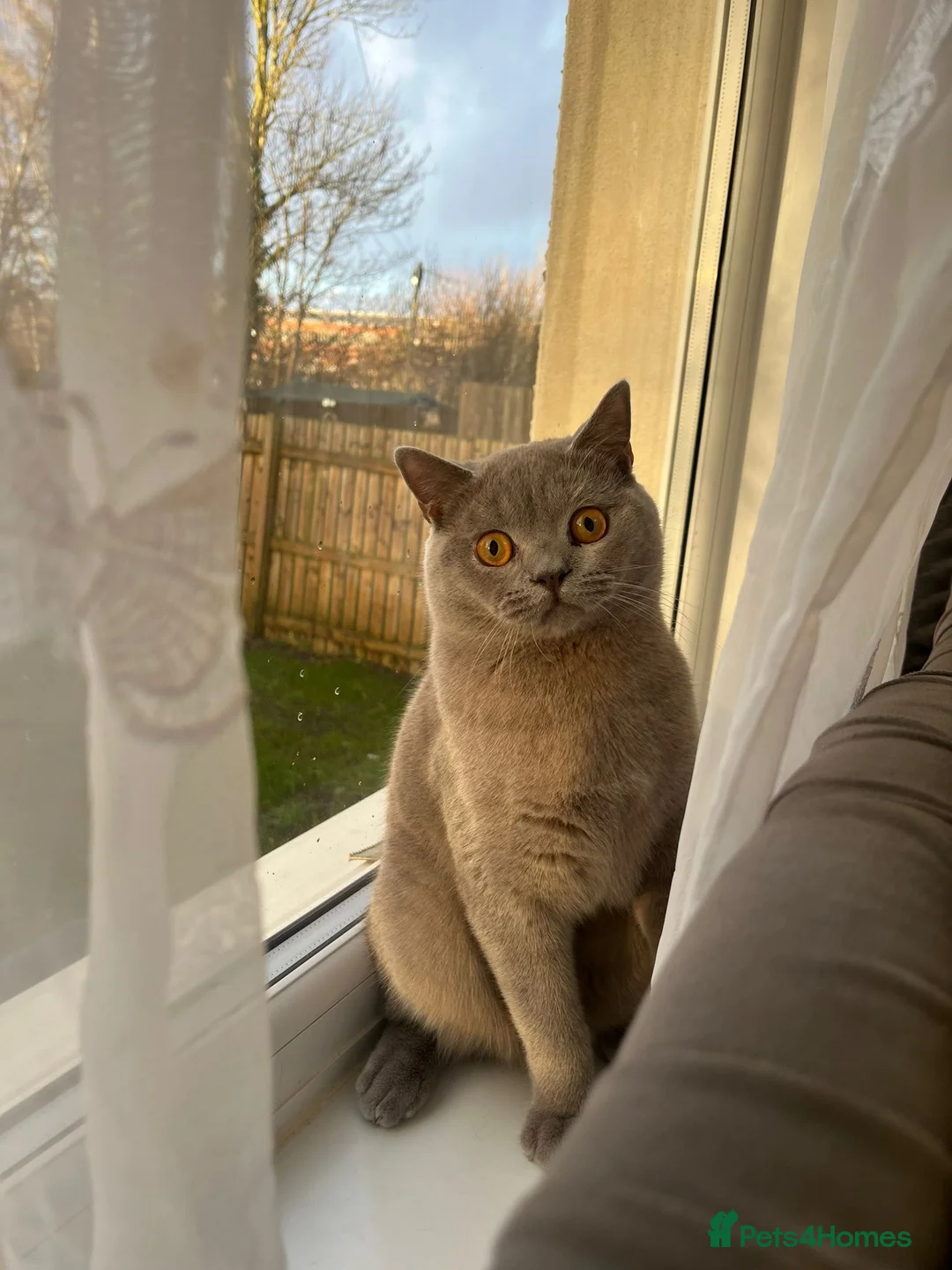 British Shorthair cats for sale: British shorthair male  in Motherwell - Advert 1