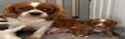 Cavapoo dogs for sale: 🐩🐶🐾FULLY HEALTH CLEAR F1 CAVAPOO🐾🐶🐩  - Advert 20