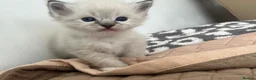 Ragdoll cats for sale: Stunning pure ragdoll kittens - Advert 6