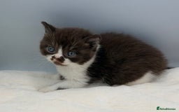 British Shorthair cats for sale: PEDIGREE REGISTERED CHUNKY BRITISH SHORTHAIRS  - Image 34