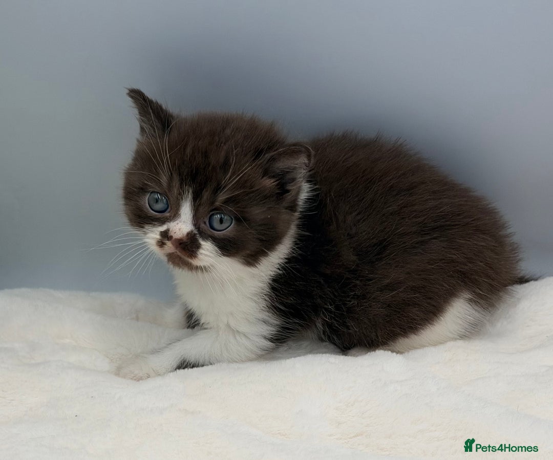 British Shorthair cats for sale: PEDIGREE REGISTERED CHUNKY BRITISH SHORTHAIRS  - Image 34