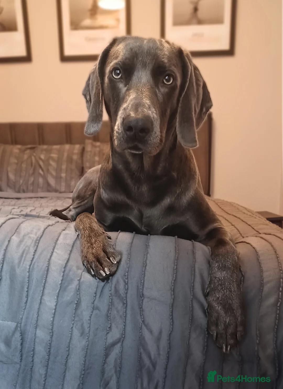 Weimaraner dogs for stud: No Cost 1 Year Old Blue Weimaraner For Stud - Advert 2