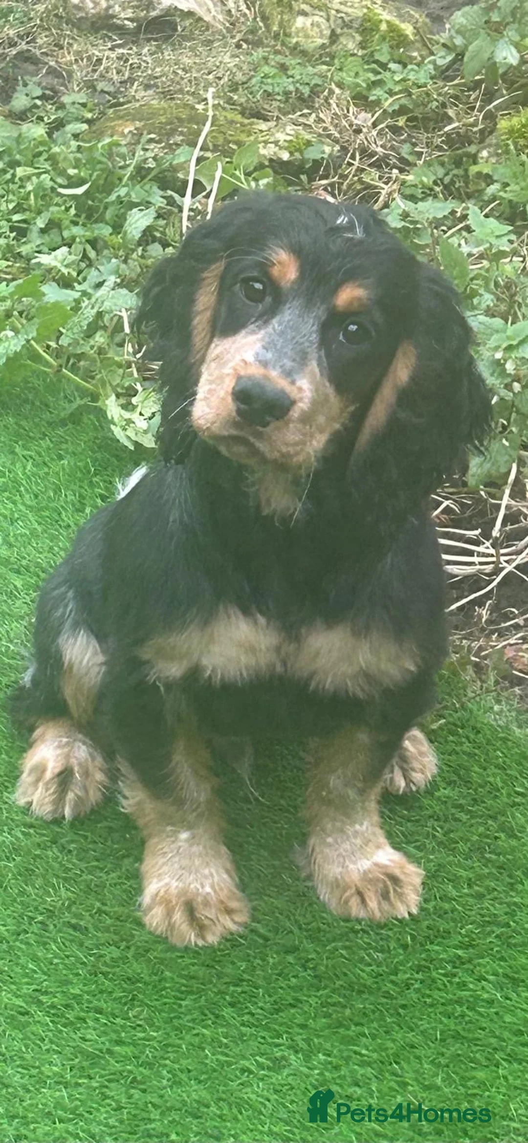 Cocker Spaniel dogs for stud: Proven KC Reg Health Tested Working Cocker in Aylesbury - Advert 2