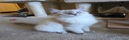 Ragdoll cats for sale: Female Blue Lynx Ragdoll - Advert 1