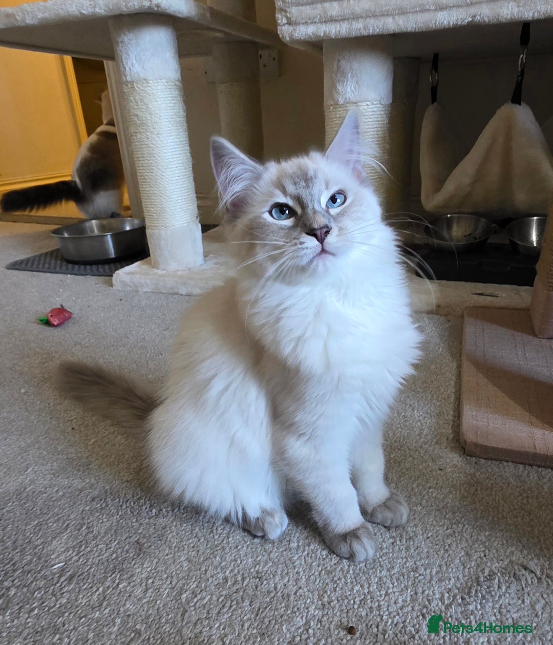 Ragdoll cats for sale: Female Blue Lynx Ragdoll - Advert 1