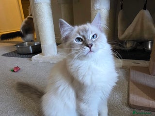 Ragdoll cats Female Blue Lynx Ragdoll - Advert 2