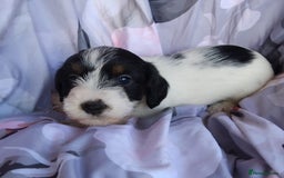 Jack Russell dogs for sale: Two jackrussel puppy's for sale - Image 6