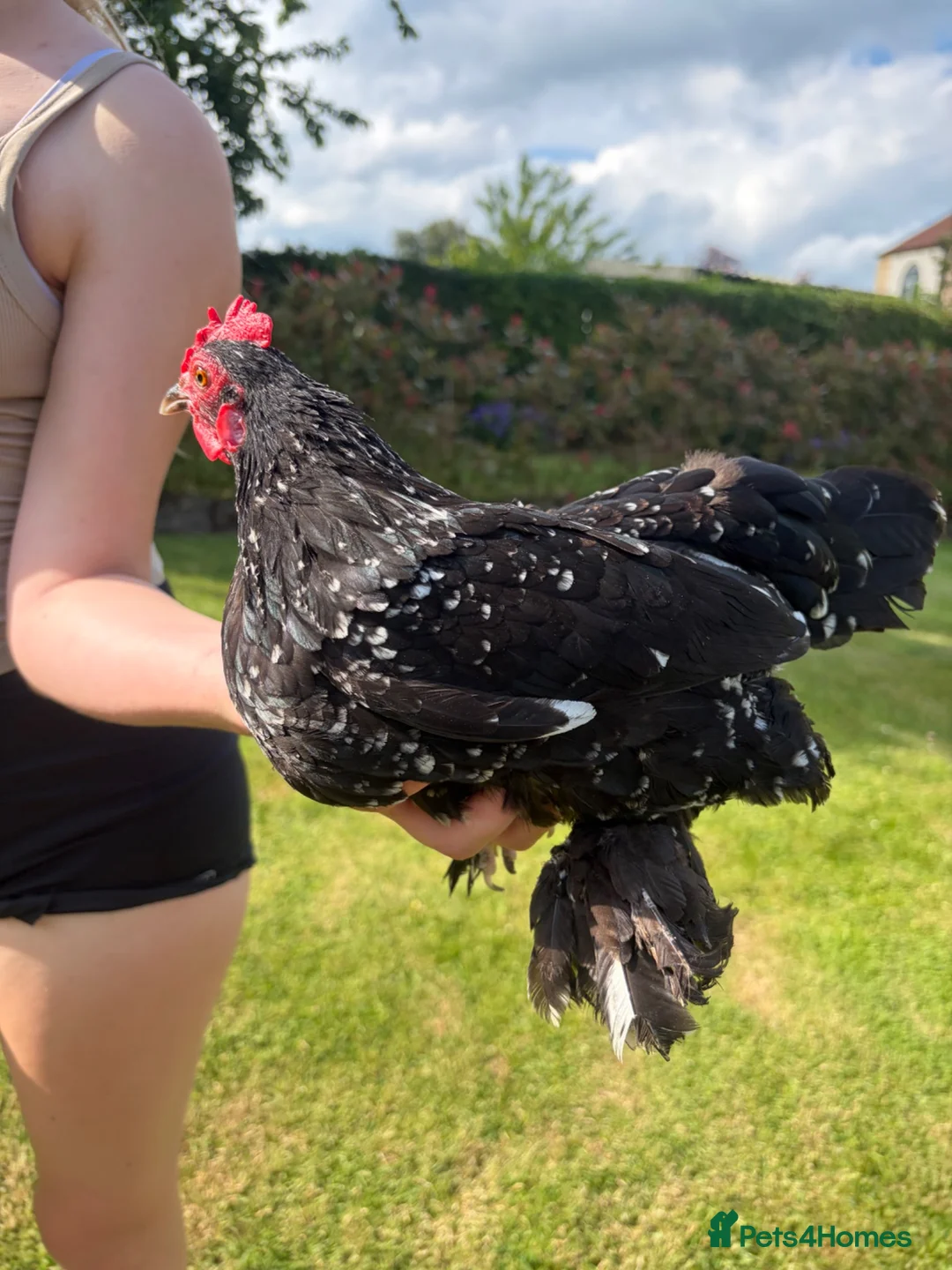 Chickens poultry for sale: 4 Booted bantam hens - Advert 6