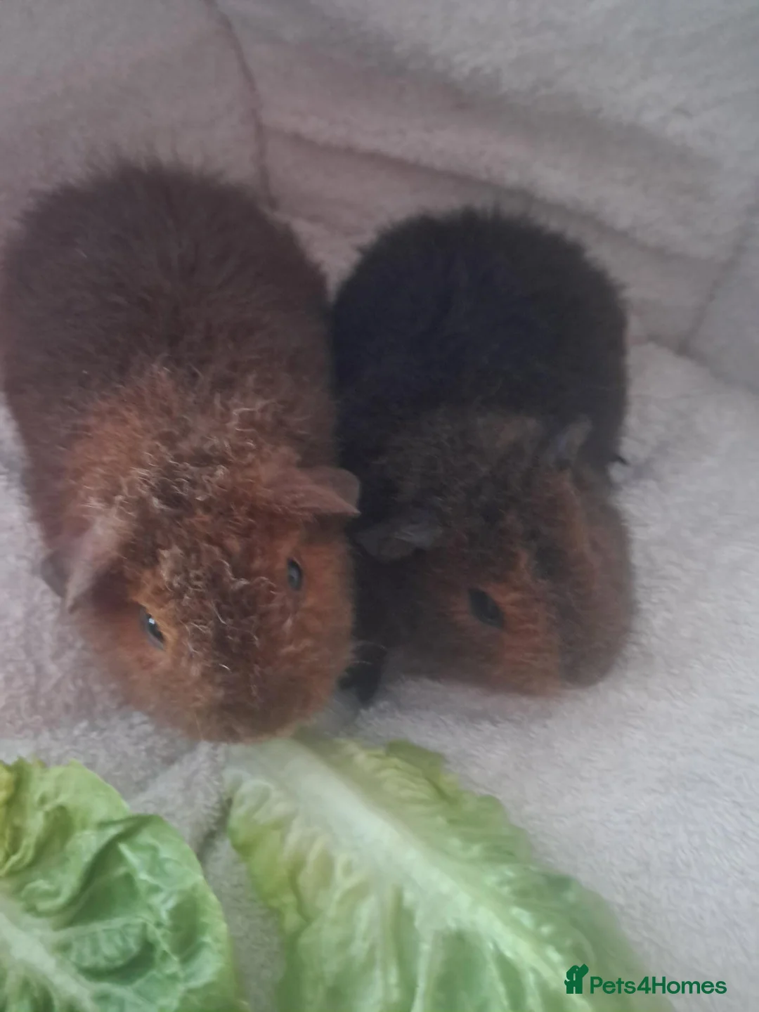 Guinea Pig rodents for sale: BEAUTIFUL BABY TEDDIES - Advert 1