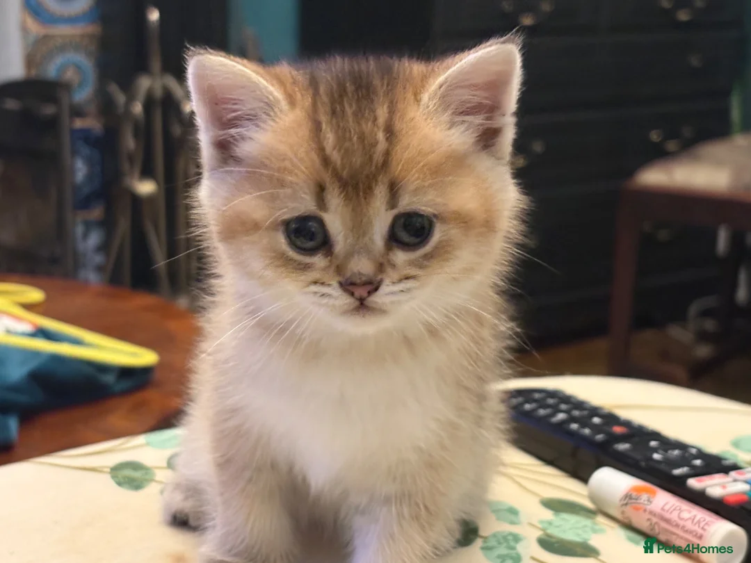 British Shorthair cats for sale: Exquisite litter of rare silver and golden bsh. - Advert 2