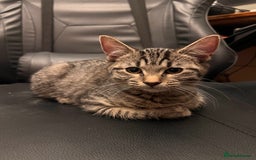 Mixed Breed cats for sale: Cute and playful kitties  - Image 3