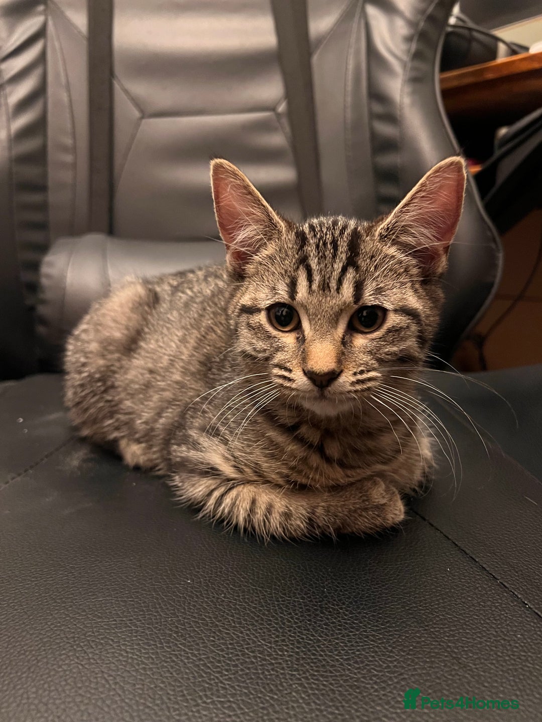 Mixed Breed cats for sale: Cute and playful kitties  - Image 3