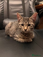 Mixed Breed cats - Advert 16