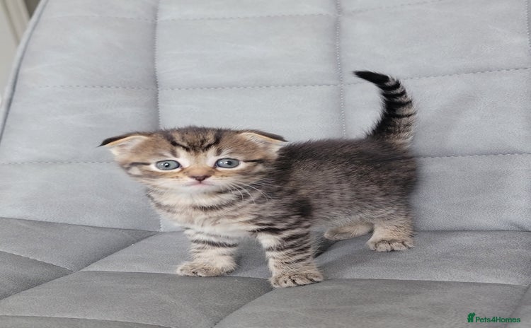 Scottish Fold cats - Advert 1