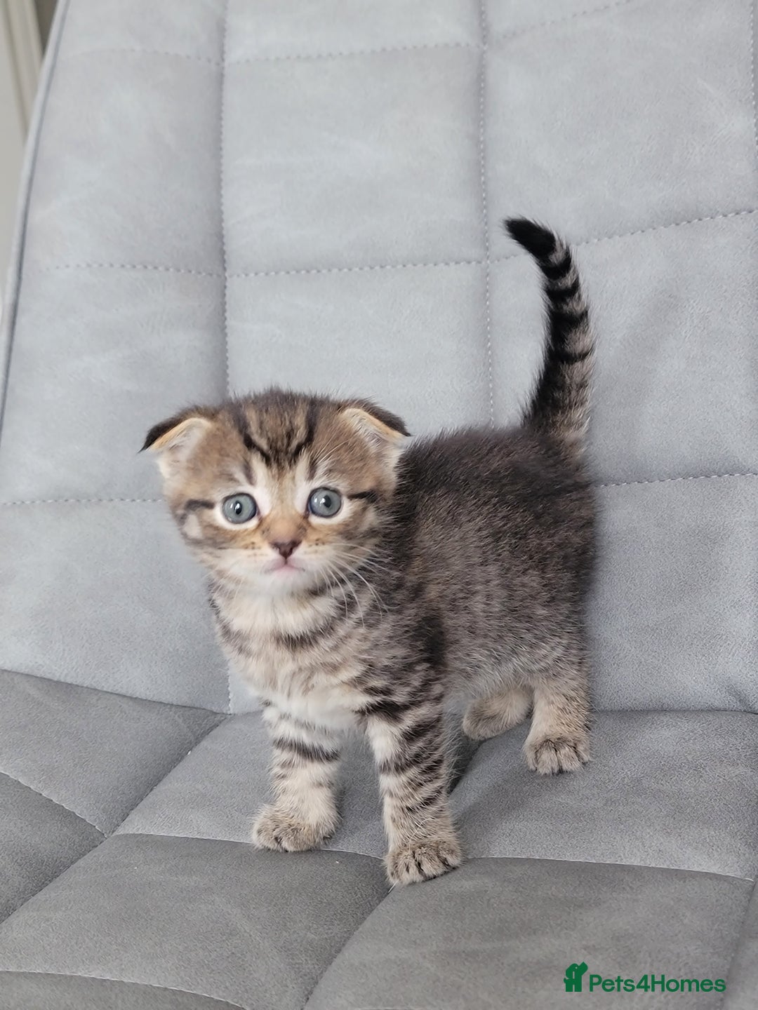 Scottish Fold cats for sale: Healthy and beautiful Scottish fold kittens - Image 1