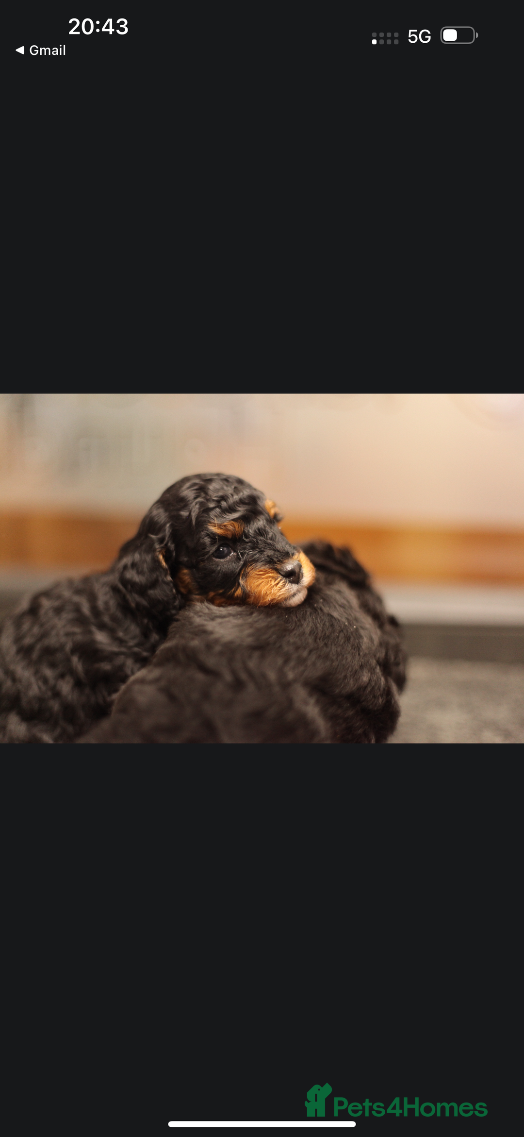 Poochon dogs for sale: Beautiful Poochon Pups Home Bred second litter - Advert 30