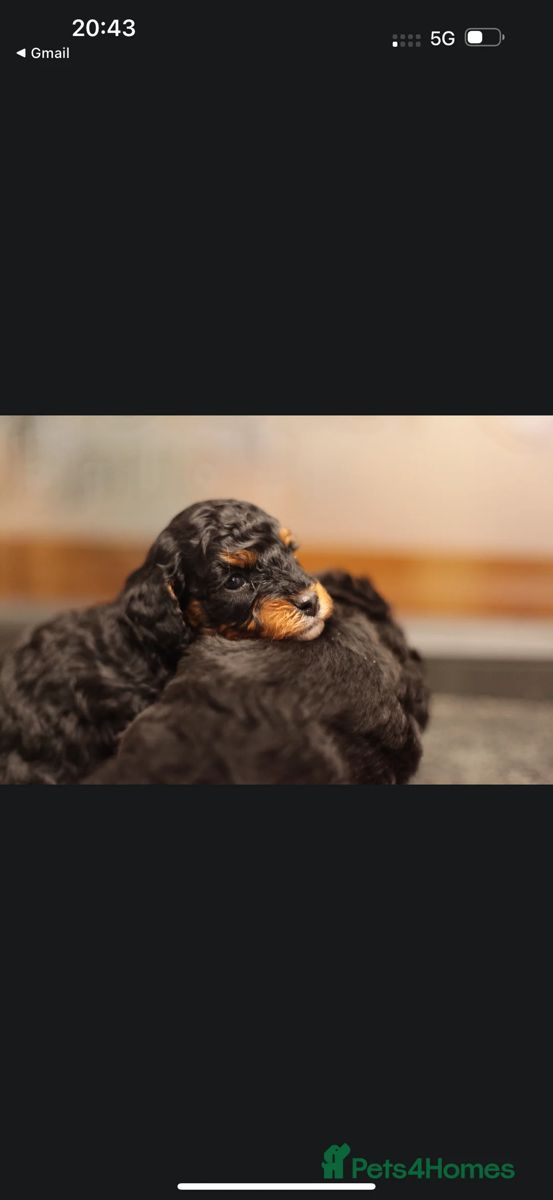 Poochon dogs for sale: Beautiful Poochon Pups Home Bred second litter - Advert 30