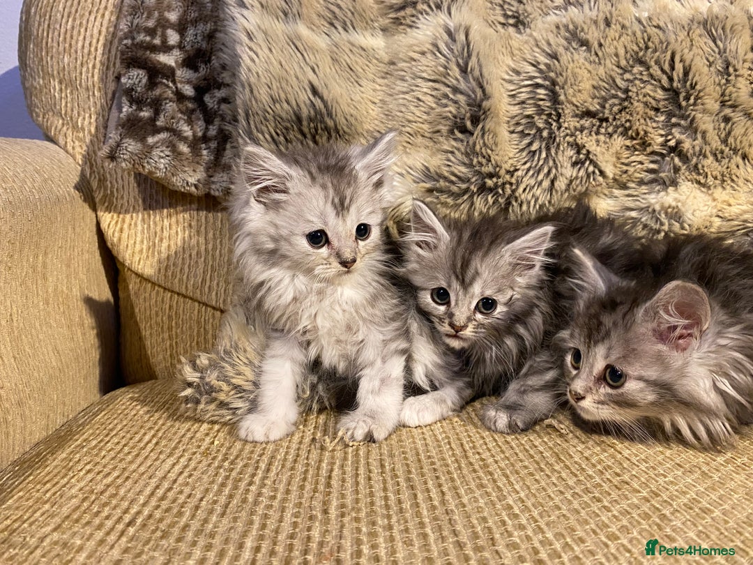 Maine Coon cats for sale: Maine coon kittens - Image 14