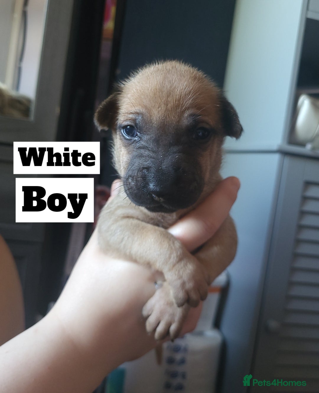 Mixed Breed dogs for sale: Belgian Malinois X Shar-pei puppies  - Image 13