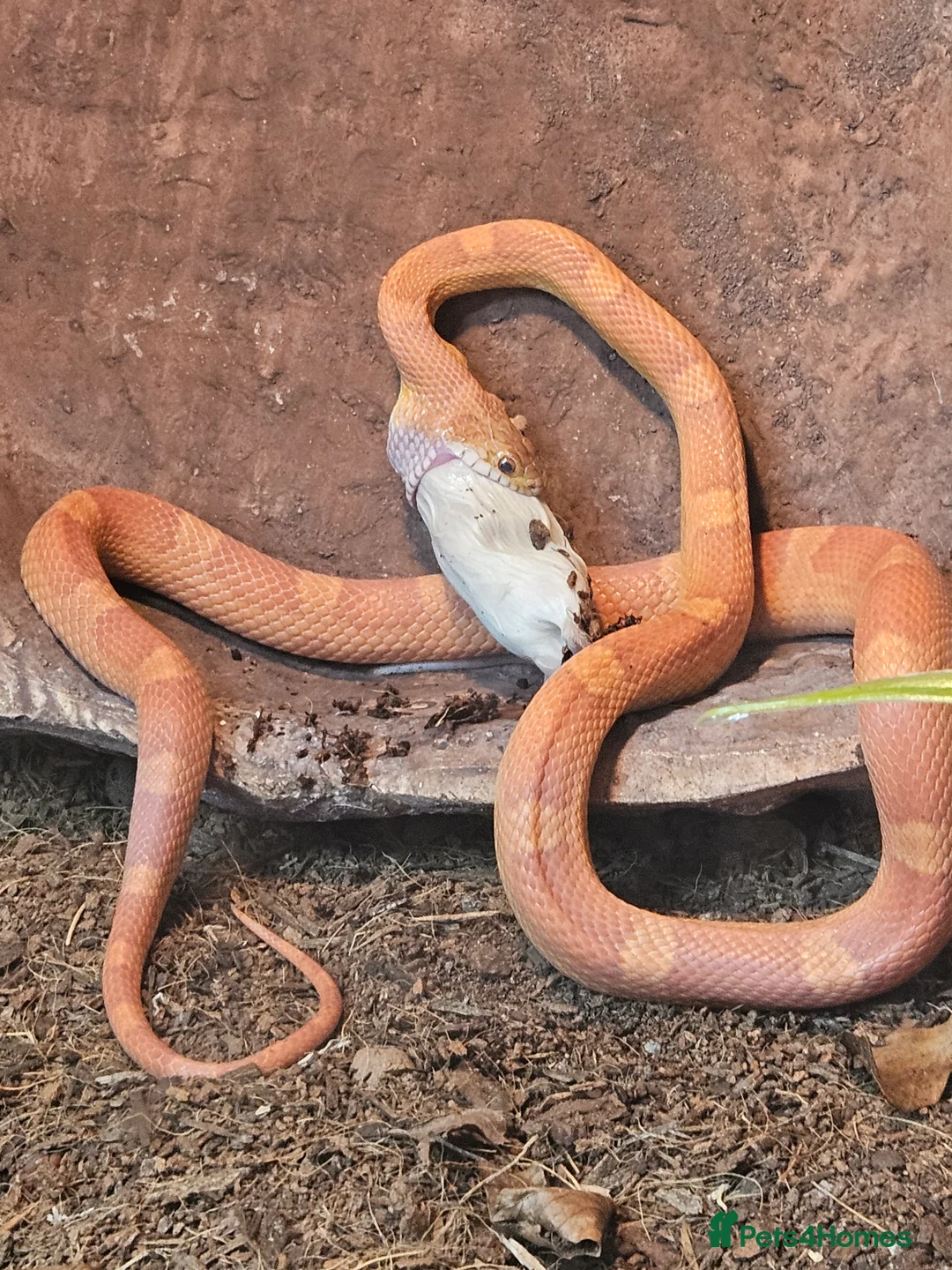 Corn Snake reptiles for sale: 2 and half year old corn snake - Advert 4