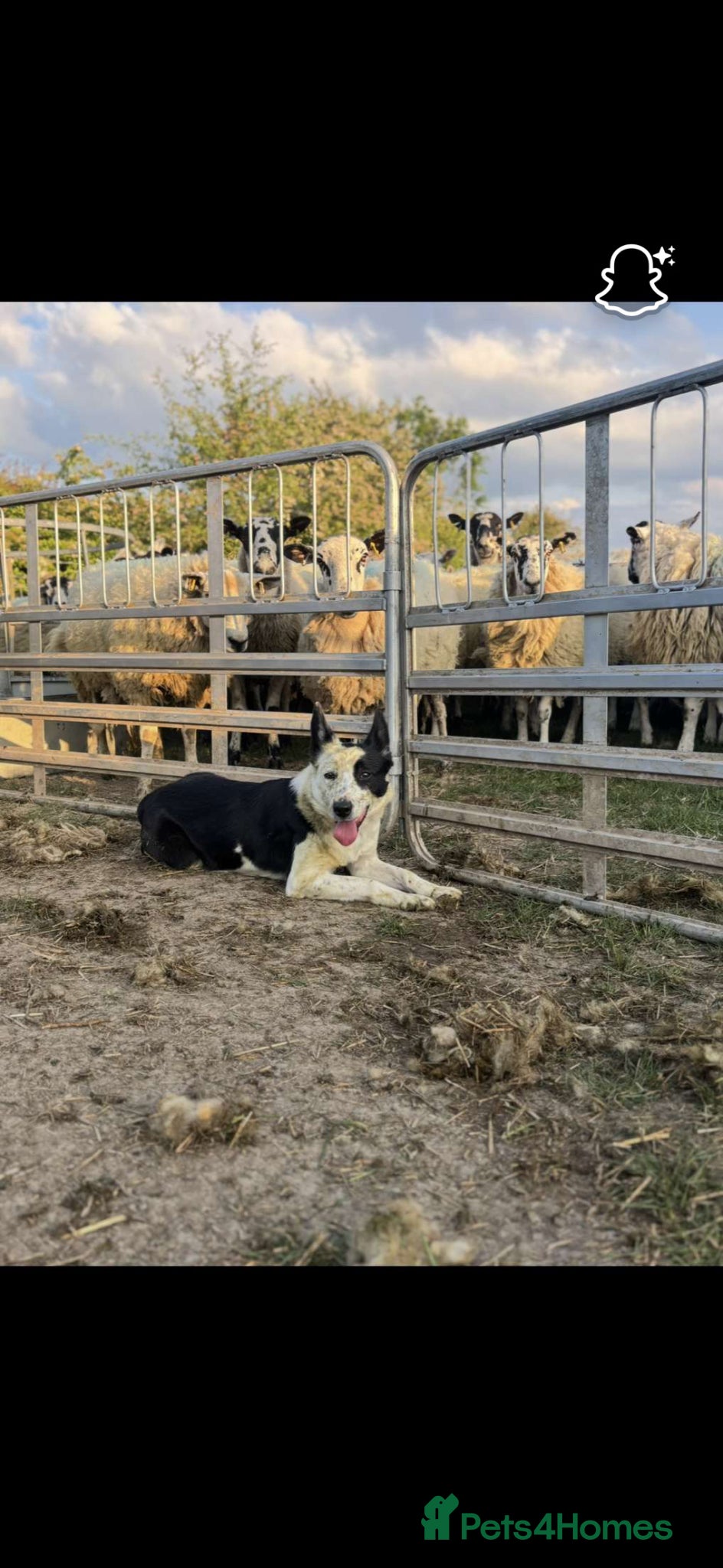 Border Collie dogs for sale: 4 male border collie puppies for sale - Advert 5