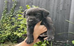 Labrador Retriever dogs for sale: Gorgeous Chunky Labrador Puppies - Image 6