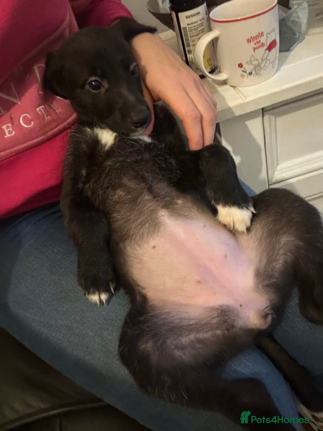 Mixed Breed dogs for sale: Lurchers  - Advert 4