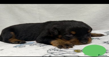 Rottweiler dogs - Advert 6