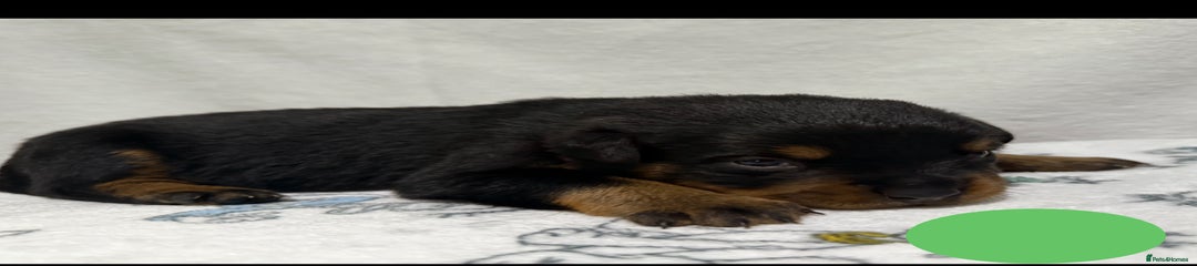 Rottweiler Puppy Green Collar