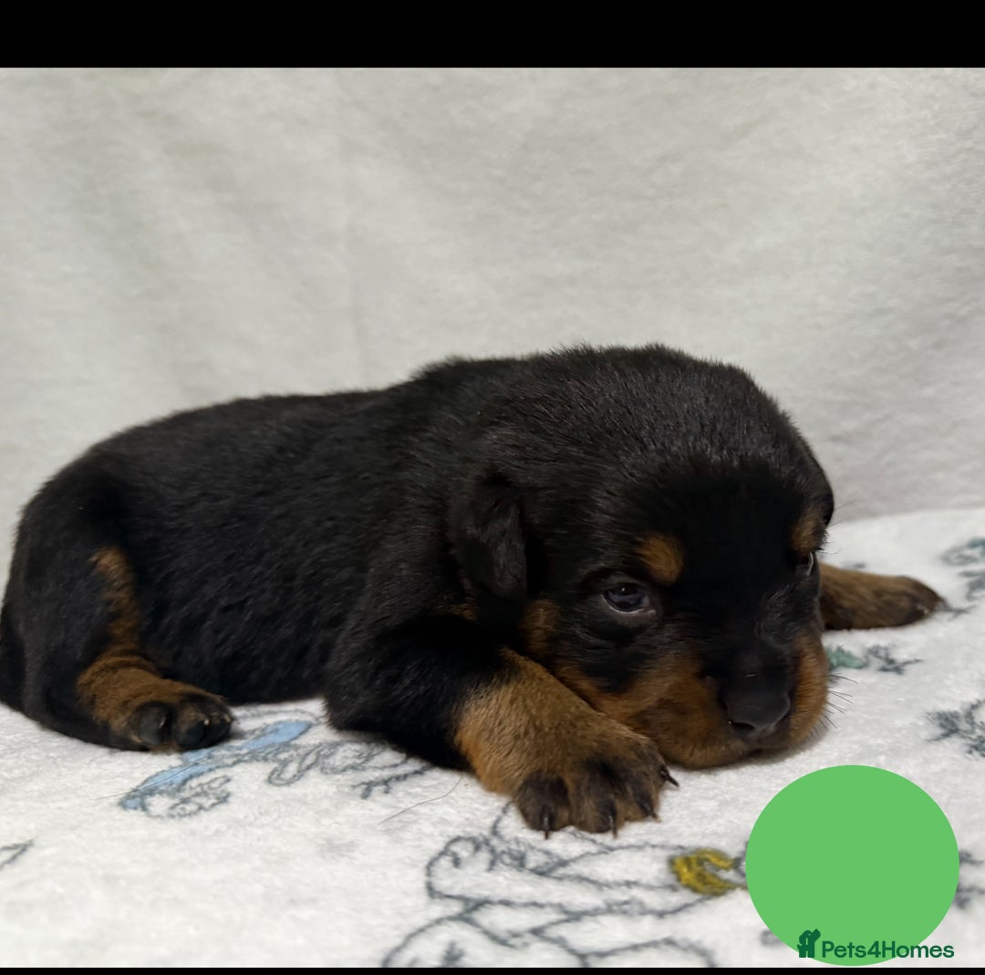 Rottweiler dogs for sale: KC Registered Litter of Rottweilers 💙💗 - Image 2
