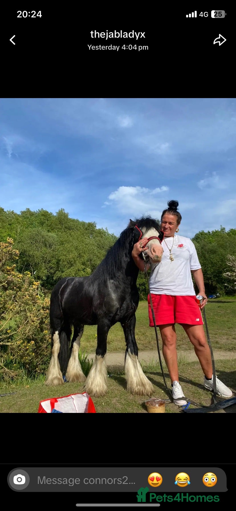 Miniature horses Prince 💙 - Advert 1