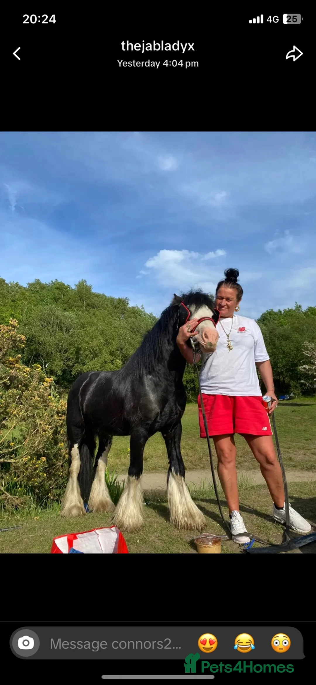 Miniature horses for sale: Prince 💙 - Advert 1
