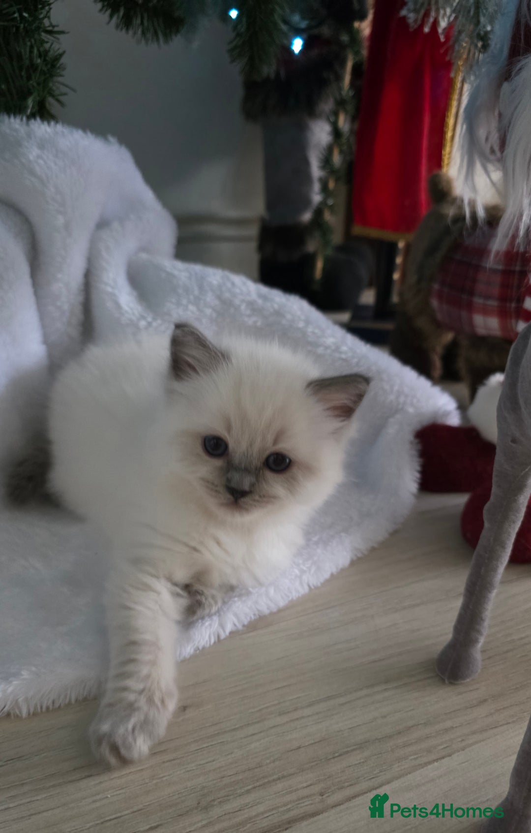 Ragdoll cats for sale: Ragdoll Blue Point Male Kitten - Advert 1