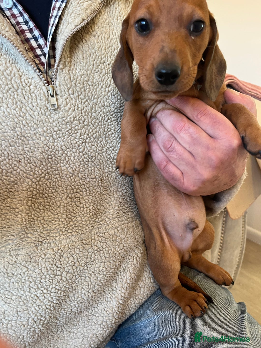 Miniature Dachshund dogs for sale: Miniature dachshunds - Advert 3