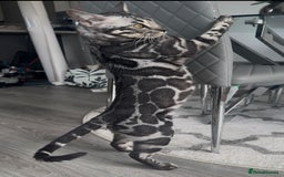 Bengal cats for sale: Intensively socialised bengal kittens - lap cats! in Scunthorpe - Image 21