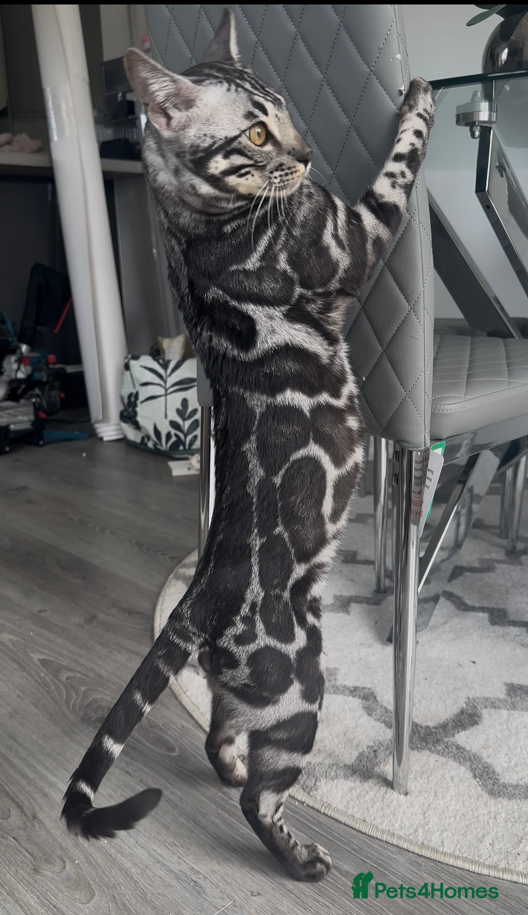 Bengal cats for sale: Intensively socialised bengal kittens - lap cats! in Scunthorpe - Image 21