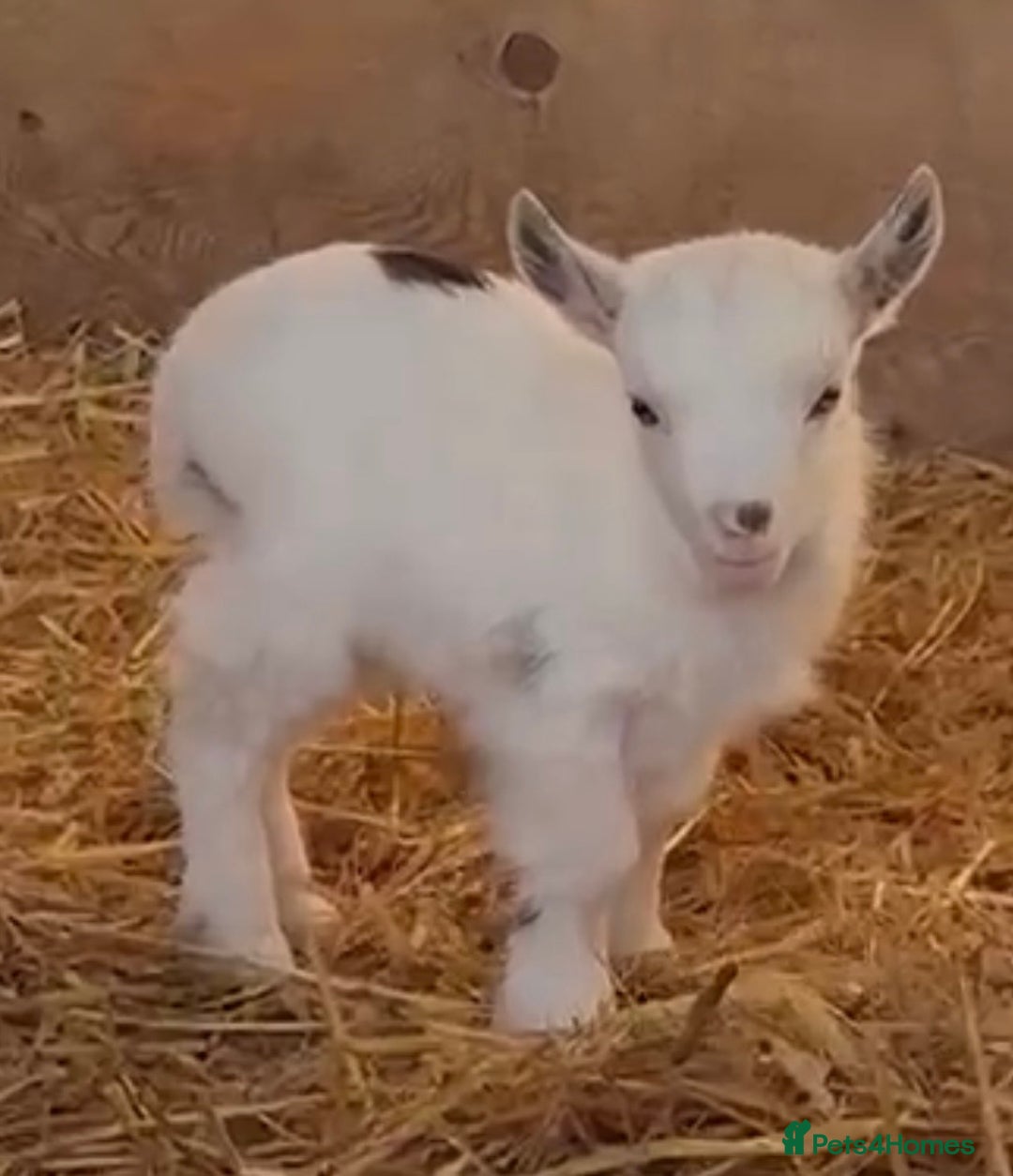 Goats livestock for sale: Small pretty Pygmy Nannie’s/also some with babies  - Advert 15