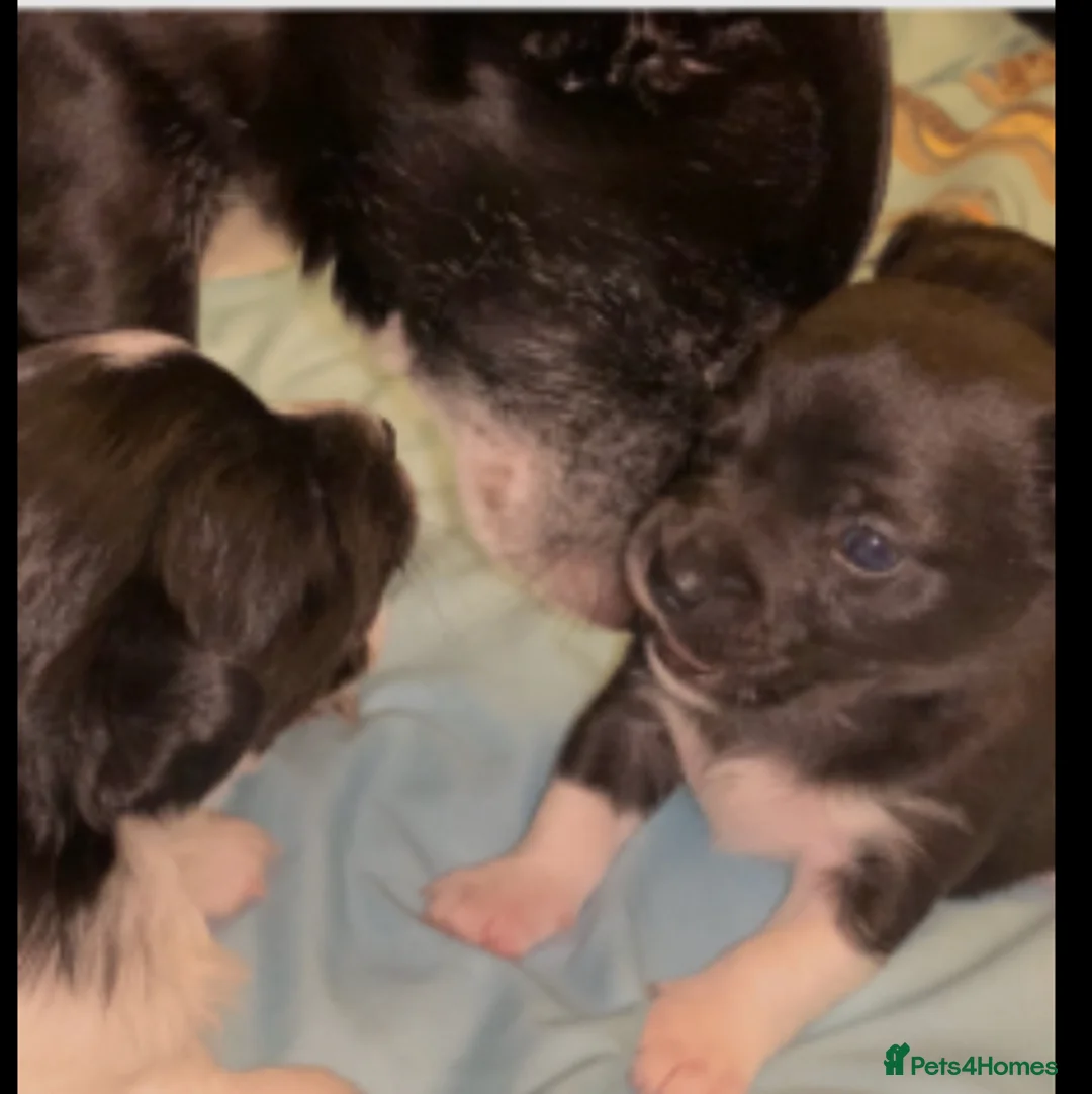 Mixed Breed dogs for sale: Chihuahua x Jack Russell puppies - Advert 9
