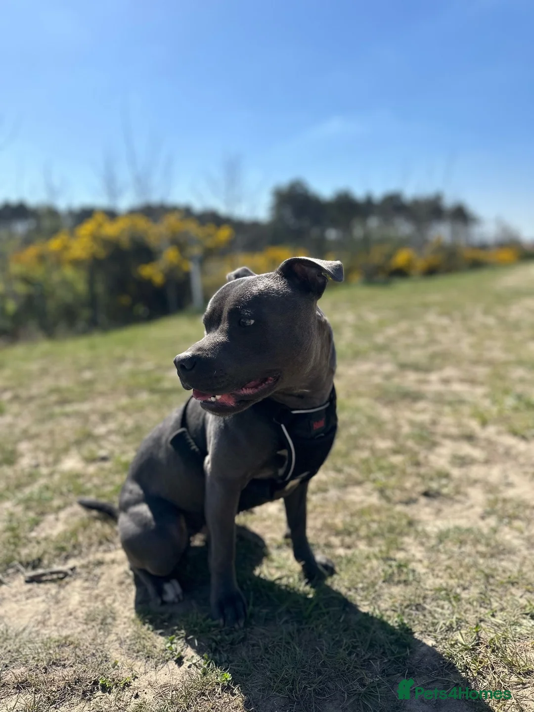 Staffordshire Bull Terrier dogs for stud: Beautiful Blue Staffy – Ready for Stud Duties - Advert 9