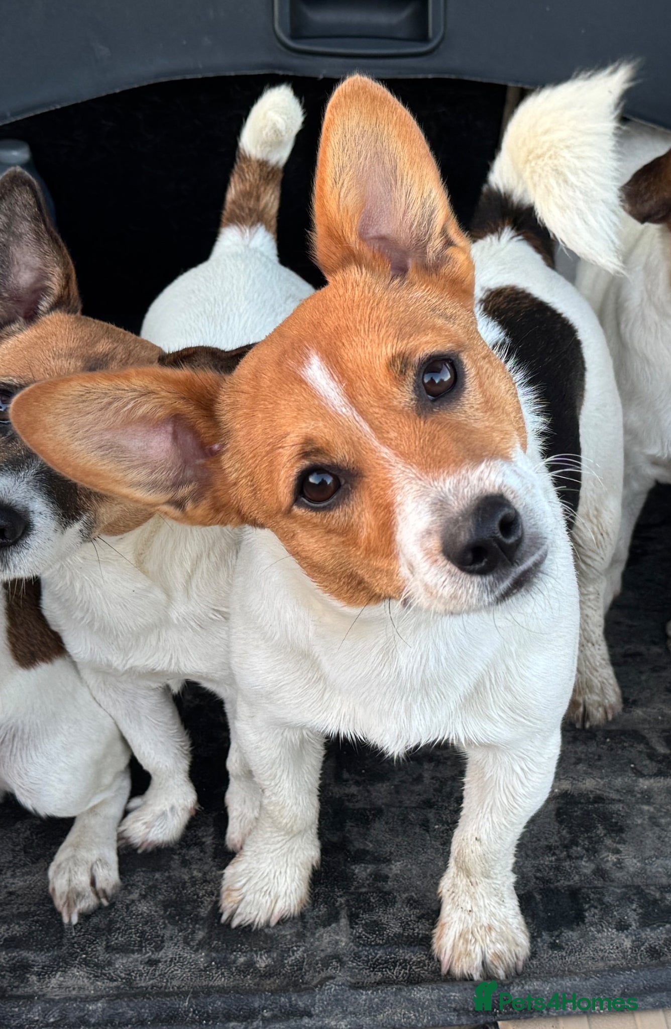 Jack Russell dogs Unproven but ready!  - Advert 12