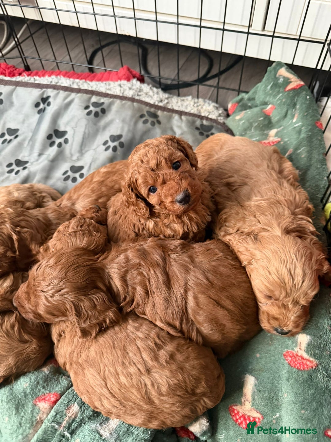 Cockapoo dogs for sale: 6 gorgeous Cockapoo puppies for sale  - Advert 3