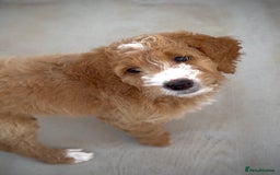Australian Labradoodle dogs for sale: Australian Golden doodle female , ready to go - Image 4