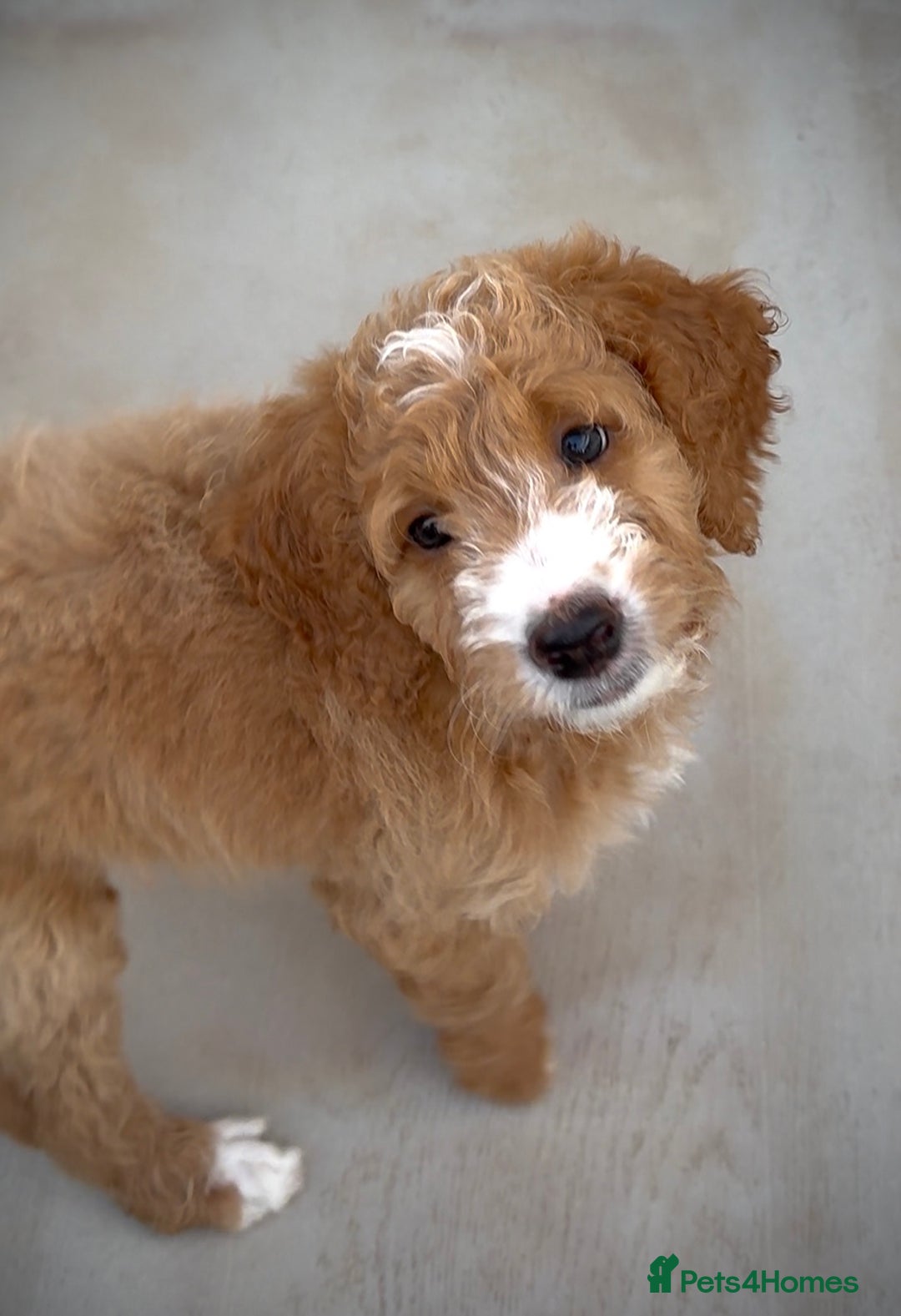 Australian Labradoodle dogs for sale: Australian Golden doodle female , ready to go - Image 4