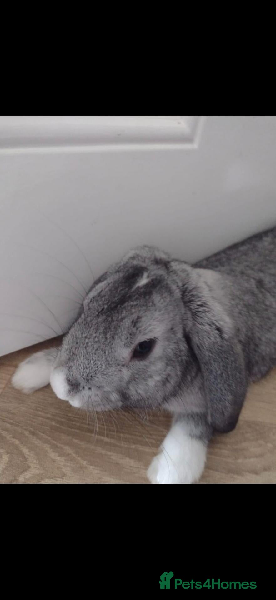 Mini Lop rabbits Grey mini lop rabbit  - Advert 1