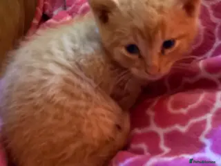 Mixed Breed cats Kittens £70-200 Manchester - Advert 15