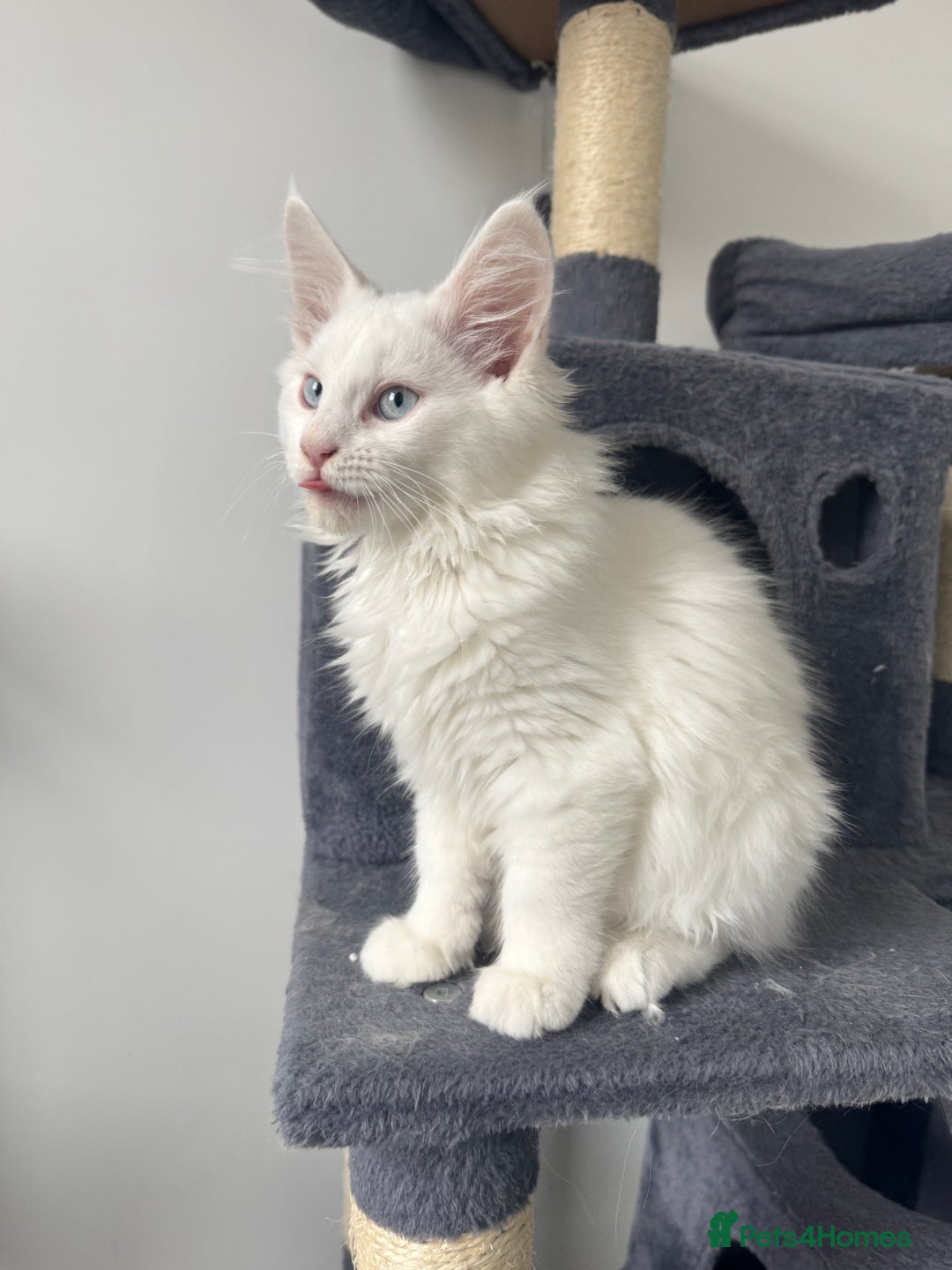 Maine Coon cats for sale: 😻😻beautiful Maine coone 👑👑😻♥️♥️ - Image 5
