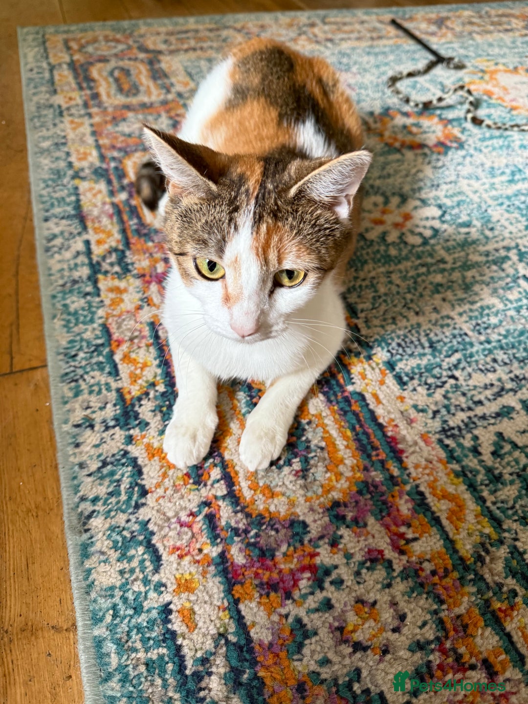 American Wirehair cats for sale: Female calico cat  - Image 11