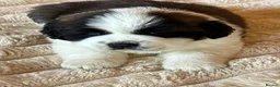 Saint Bernard dogs for sale: 4 beautiful kc reg st bernerd puppies. in Wisbech - Advert 12