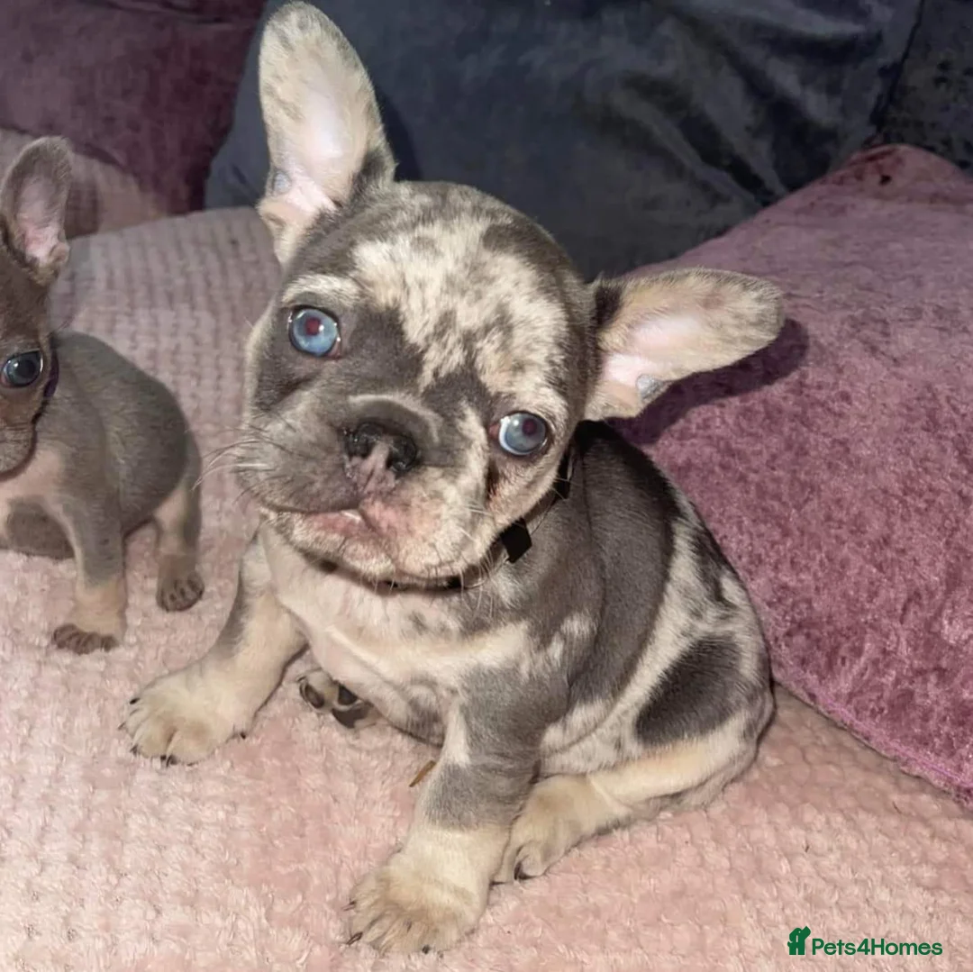 French Bulldog dogs for stud: Lilac tan merle in Sheffield - Advert 22
